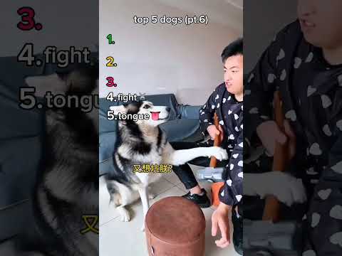top 5 dogs #funnyvideo #top5 #pets #dogs