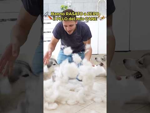 HANNO RASATO A ZERO IL PELO DEL MIO CANE🪒🐶😱 *SCHERZO* #dog #dogs #cane #cani #prank #scherzo