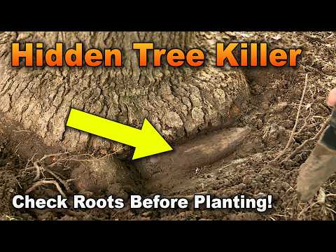 The Tree Planting Mistake That Can Doom Your Tree