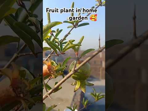 home garden #youtube #plants #public #garden #shorts