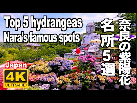 奈良県の紫陽花名所５選 2025 Top 5 Hydrangea Spots in Nara あじさい名所 奈良観光 奈良旅行 アジサイ 長谷寺 矢田寺 壷阪寺 岡寺 室生寺 あじさい回廊 JAPAN