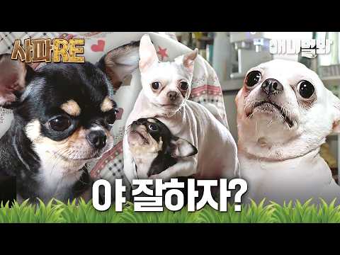 #<strong>동물농장</strong> #animalfarm