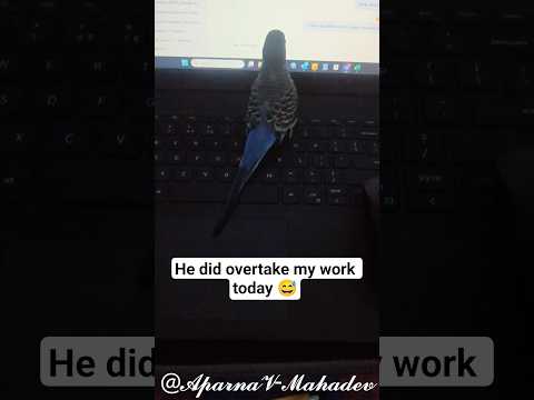 Kaam ki CHORI😅| #birds #birdlovers #birdslife #lovebirds #trending #youtubeshorts #shortsfeed #viral
