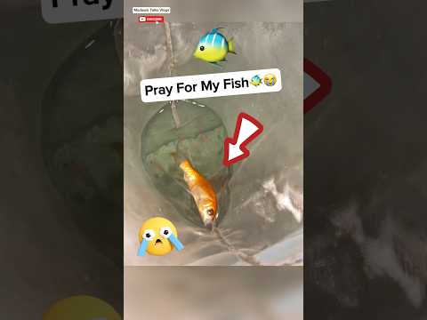 Pray For My Oscar Fish 🐠😭 - LwM day 55/1000
