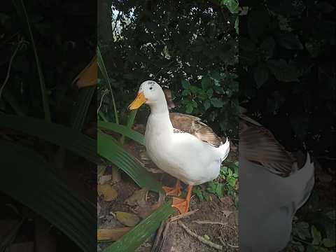 #duck #animals #birds #viral #shorts #youtubeshorts #shortvideo #viralvideo #village