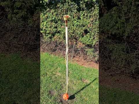 Spicky husky 5 ans ! nouvelle pensionnaire 🐕 #fondation #dog #doglife #husky #dogshorts