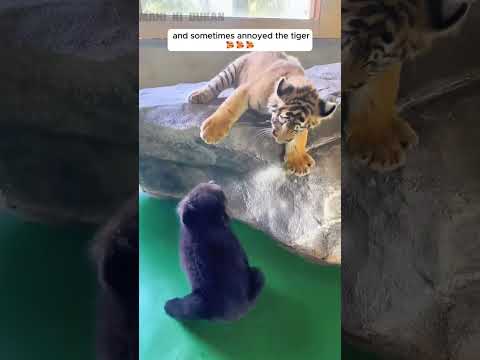 one more heart touching story of relation against nature a tiger cub and bear cub #shorts
