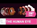 Human Eye Function and Anatomy