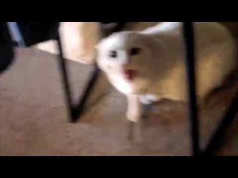 Best of dont pet this kitty