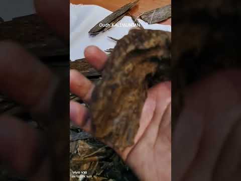 Mashallah the oudh KALIMUNTAN #indonesia #wood #saudimarket #souq al zal @azadtravellingvideo5927