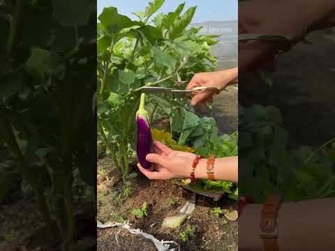 Thu hoạch Rau củ quả - Rạng Đông Seeds #hatgiongrangdong #rangdongseeds