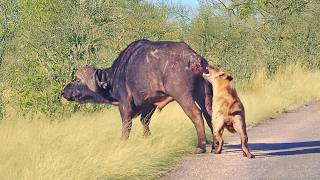 Buffalo Gives Up its Tail to Escape Hyenas