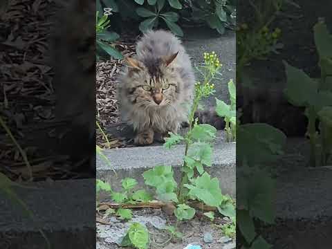寄生虫がかなりいた野良猫#救助#捨て猫#Protecting stray cats #Rescue #Abandoned cats