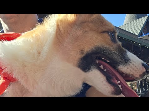 hanging with gimlicious