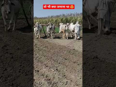 2 हरियाणा और 2 नागौरी बैल एक ही खेत मे💪 सात अजूबे इस दुनिया मे आठवीं अपनी जोड़ी👌 #ytshorts #ox #reels