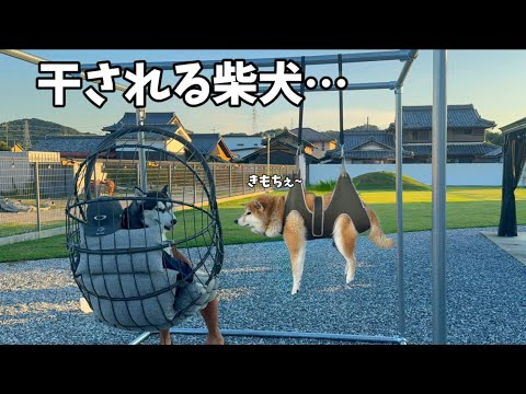 【無重力が好きすぎる変な柴犬】とんでもなく肝の据わった柴犬がヤバすぎました…