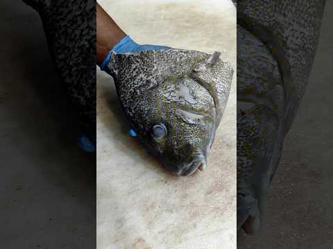 Amazing Hard Grouper Fish Cutting Skills#shorts