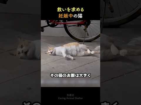 人間に助けを求める妊娠中の母猫