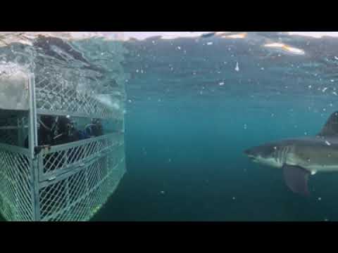 360 Cage Dive With A Great White Shark In New Zealand