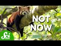 Understanding Procrastination in Animals