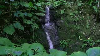 Relaxing ‼️ The Sounds of Nature That Have Nearly Extinct # Soothing In Recent Years