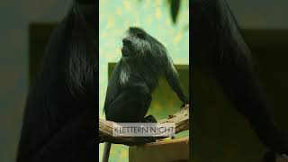 Kein Daumen, aber ein Kuh-Magen? 🐒