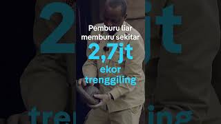 Trenggiling, hewan yang banyak diperdagangkan padahal berguna bagi ekosistem