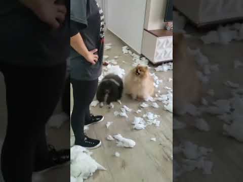 Pomerania jugando en la casa