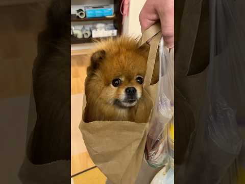 Муж пришел из магазина #собака #шпиц #pomeranian #puppy