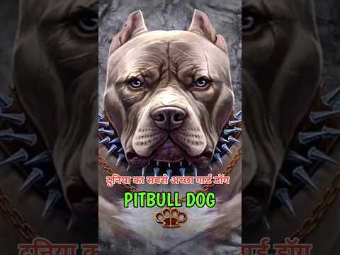क्या पिटबुल चोर को चोरी करने देगा ?🥺|| #shorts #trending