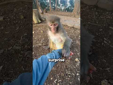 This Monkey Is as Smart as Humans 🐒🧠😲