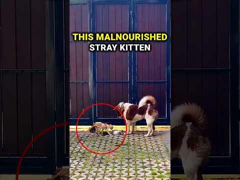 Truly special moment when dog meets a starved kitten!???