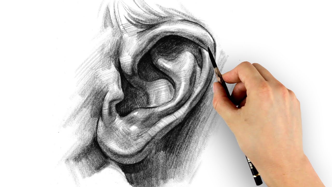 How to Draw Ears - Step by Step - Proko