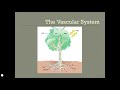 Plant Biology and Photosynthesis Concepts