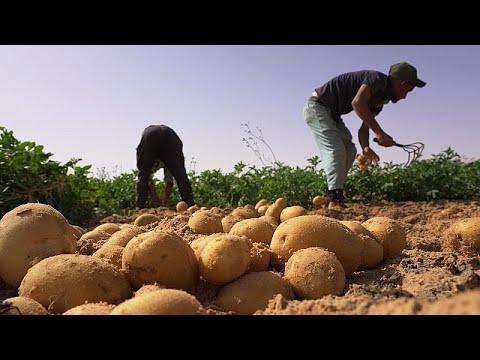 YouTube video thumbnail: From Sand to Spuds: How Algeria Galvanised Its Agricultural Sector