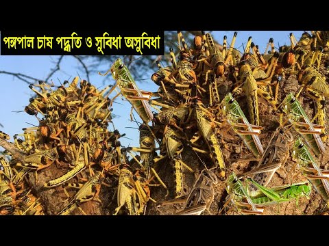 পঙ্গপাল চাষ কৃষিতে নতুন সম্ভাবনাময় খাত হতে পারে - চাষ পদ্ধতি সুবিধা অসুবিধা - নতুন ব্যবসার আইডিয়া