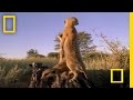 Meerkat Defense and Behavior Strategies
