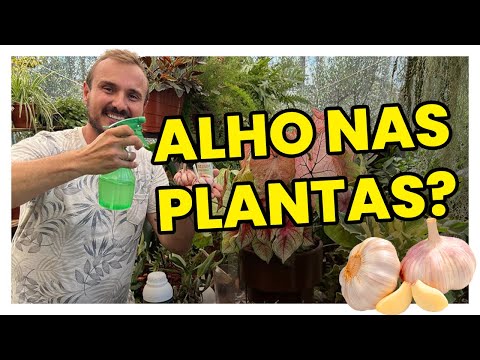 Coloque ALHO em suas PLANTAS e veja o incrível acontecer