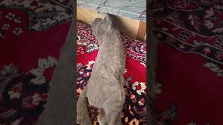 3 типа котов на 1 сентебря