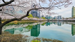 [4K] Cherry Blossom Walk in Seokchon Lake in full bloom | 만개한 벚꽃과 함께하는 석촌호수 산책