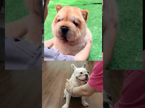 The end 🤣. Fat or feathers or fur? Ôi cái kết, mỡ hay lông? #bull #bulldog #viralvideo #shorts
