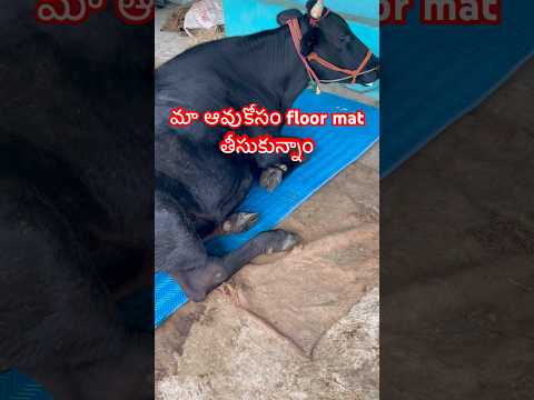 మా ఆవుకోసం floor mat తీసుకున్నాం #cow #villagelife #village #farming #dairyfarm #shorts #rurallife