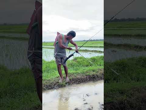 wong kurang ajar dikerjani wae #shortvideo #shortviral