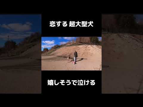 【超大型犬】この顔が見たかった。 #shorts