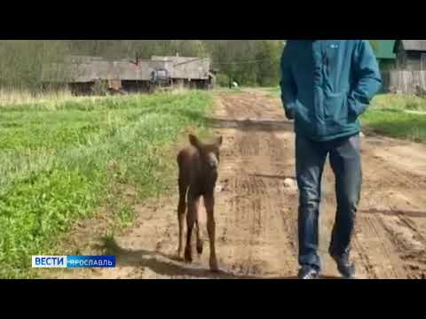 Новорожденного лосенка нашли в селе Новом Большесельского района