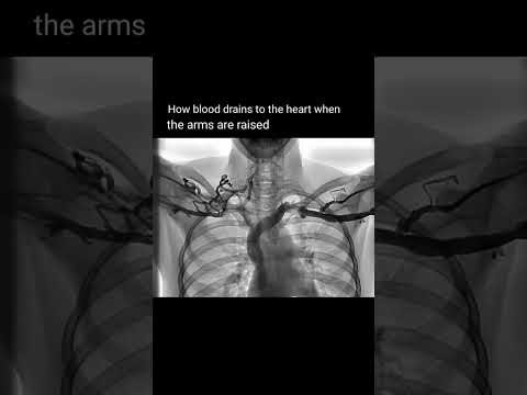How blood drains to the heart #shorts #facts #trending