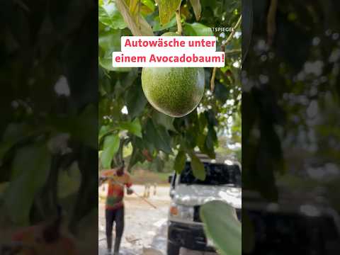 Autowäsche unter einem Avocadobaum