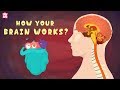 Exploring the Functions of Your Brain