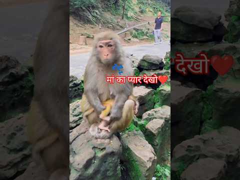 मां का प्यार देखो ❤️ बंदरिया और उसके बच्चे का प्यारा खेल | Mini Vlog🤯😱#shortsfeed#minivlogshorts#