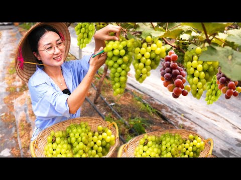 Hiếm thấy miễn phí Vườn Nho Sữa Mẫu Đơn Sài Gòn rộng hơn 10.000m2, chủ cam kết sạch không phun thuốc